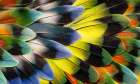 Lovebird tail feather design Art Print